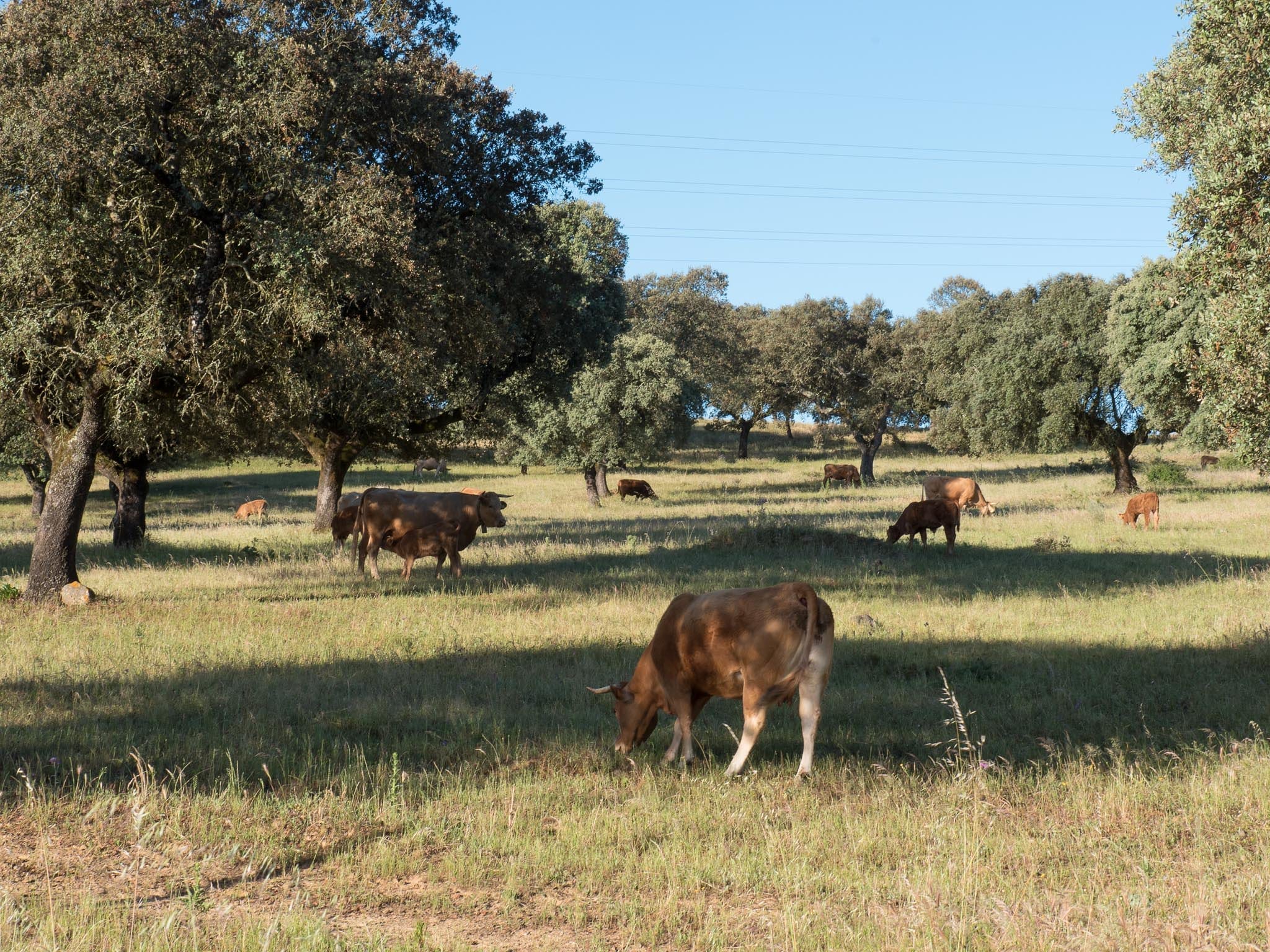 The Cap Should Prioritize Sustainable Food Production Systems | REVOLVE