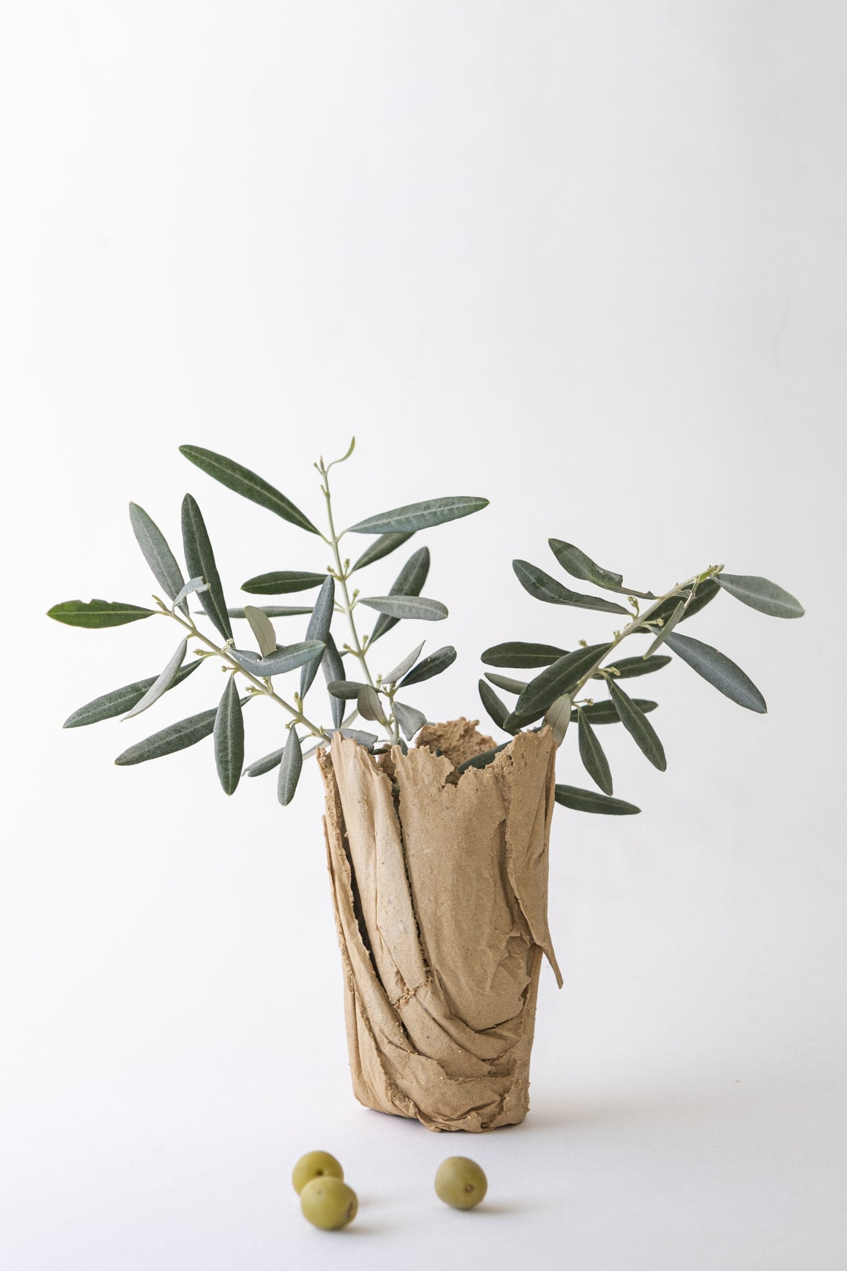 Transformative products from olive stones Pending Review REVOLVE