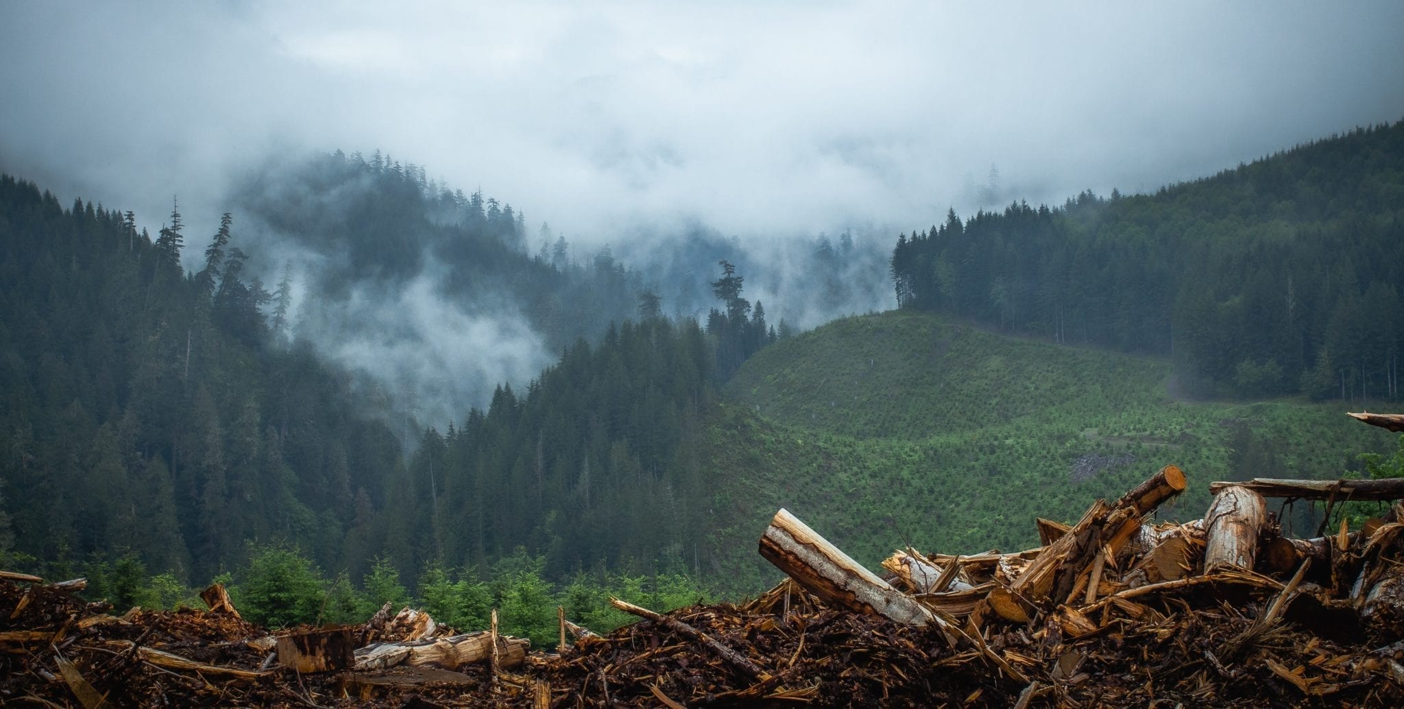 The UK’s efforts to end imported deforestation | REVOLVE