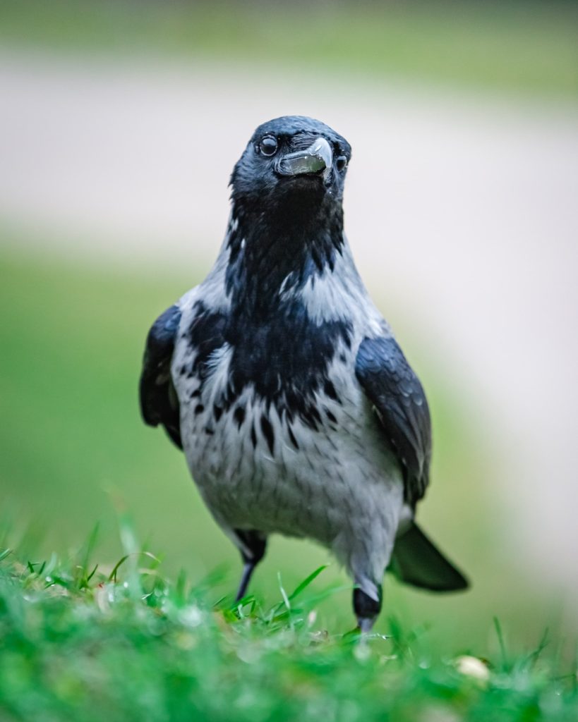 This hooded crow spotted in the hills of Schönbrunn Place gardens.