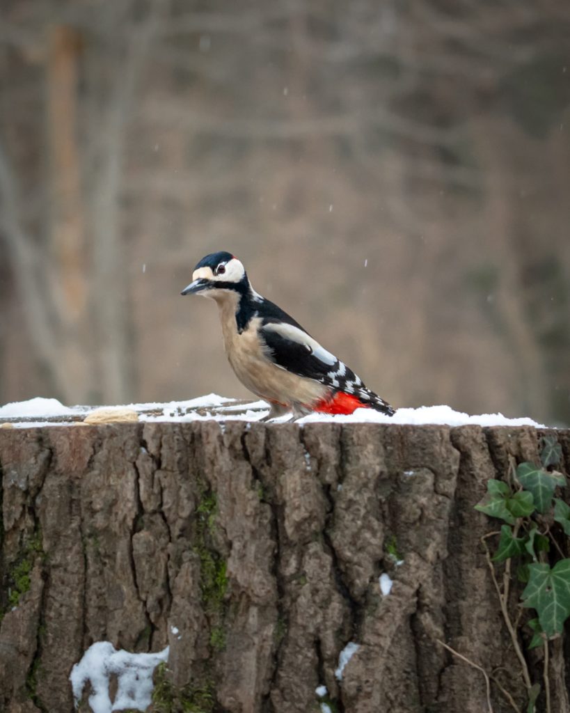 The great spotted woodpecker (bird) in a forest in Vienna.