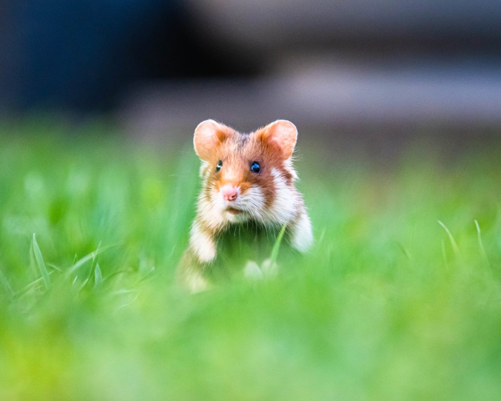 The European field hamster in natural habitat.