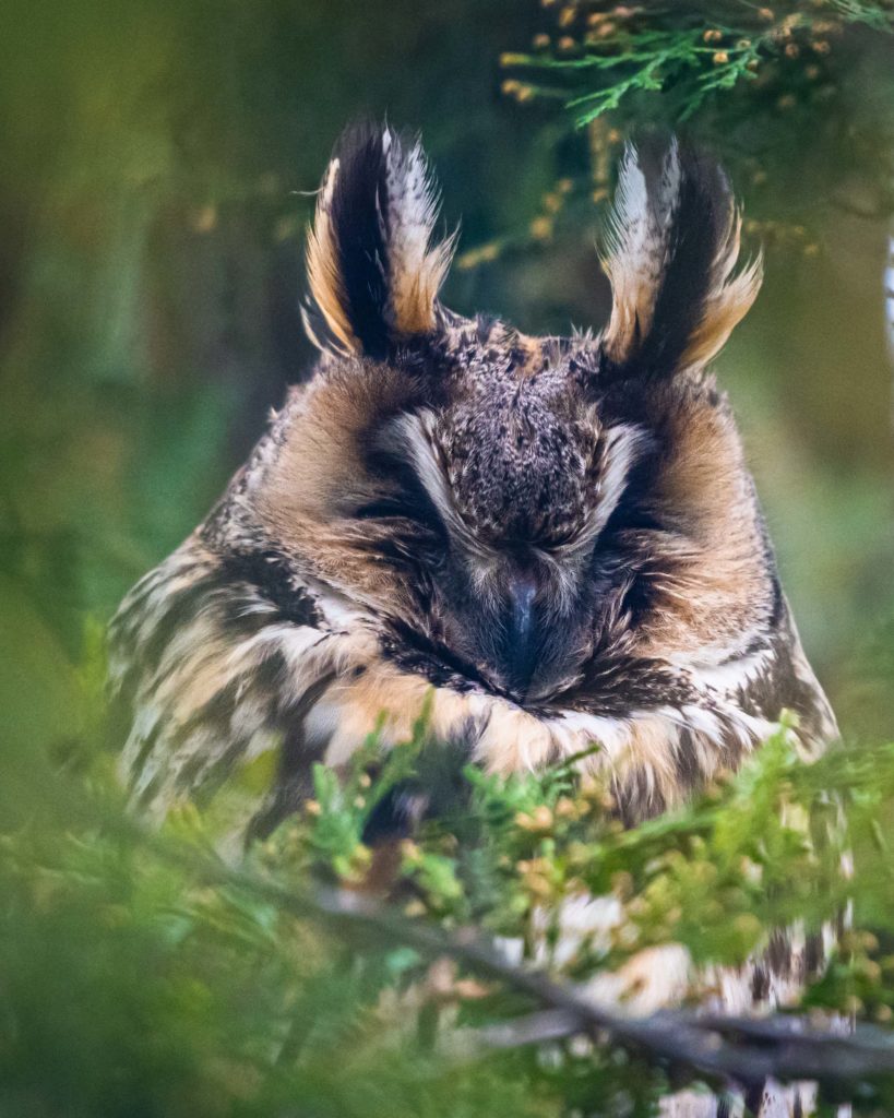The long-eared owl (bird) in the forest. It is among the ten owl species native to Austria. 