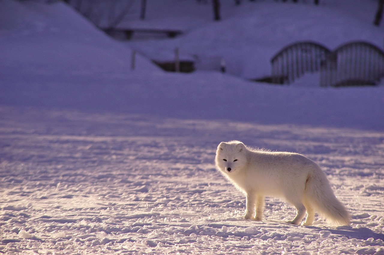 white fox in the artics