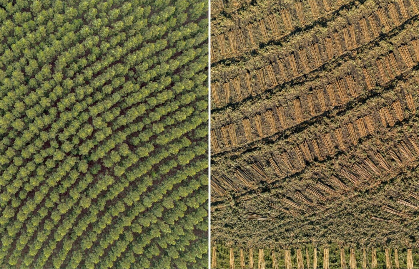 2 images of aerial view of eucalyptus monoculture in Piñera, Paysandú, Uruguay.  One before and one after the harvest. 