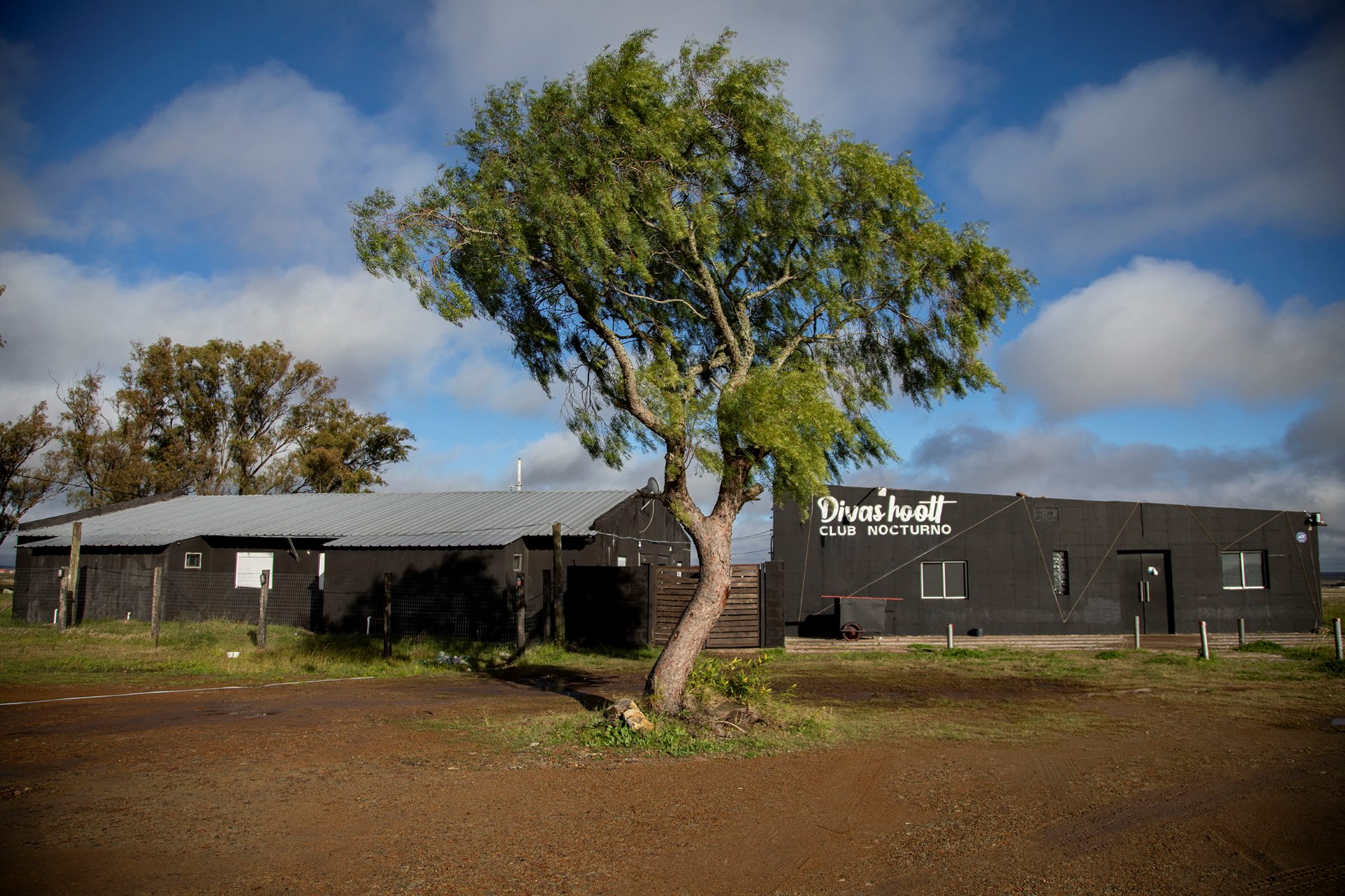 Photo of native tree in front of the entrance of the “Divas Hoott” night club. Local forest ecosystem in one image.