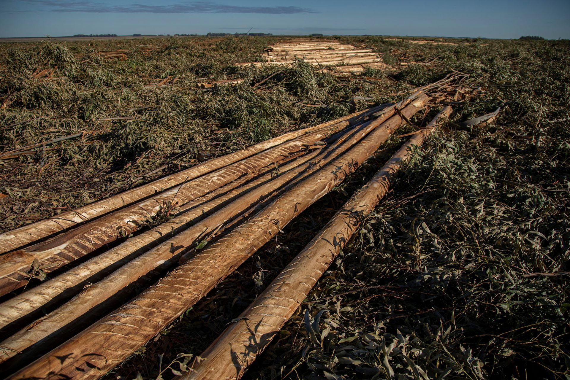 A photo of a freshly harvested field in the vicinity of the Santana Nursery in Guichón, Paysandú, Uruguay. 