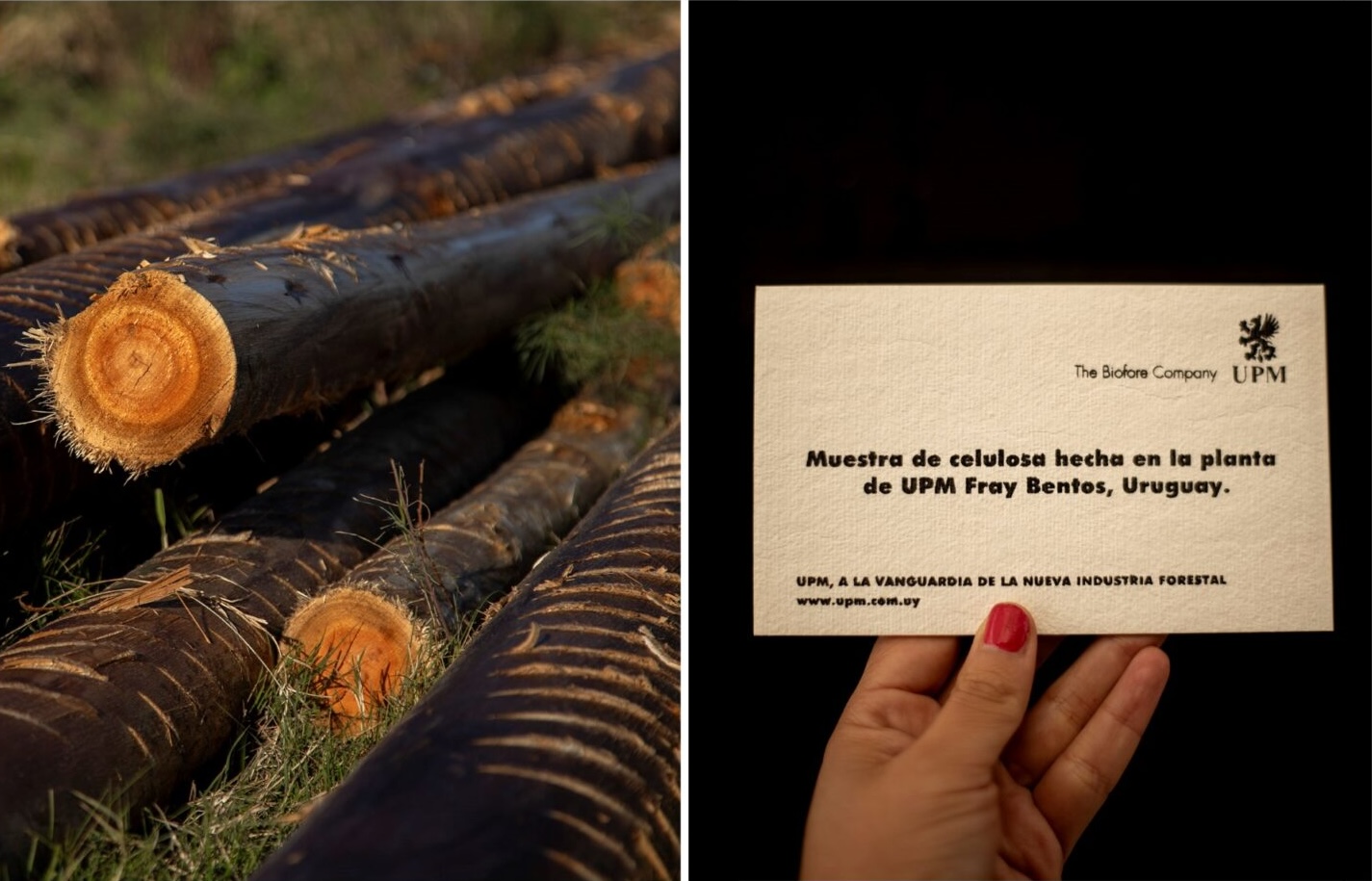 Two photos. Left: freshly harvested eucalyptus logs. Right: Cellulose pulp sample by UPM - the company's business card.