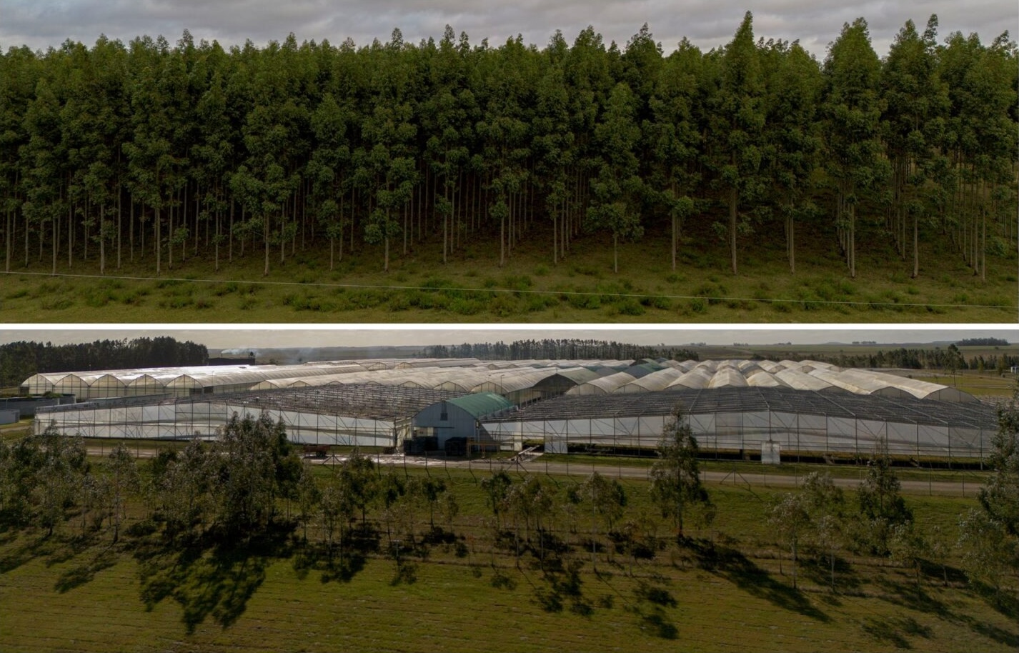 Two photos. Above: eucalyptus trees in, Paysandú, Uruguay. 
Below: UPM's Santana Nursery.