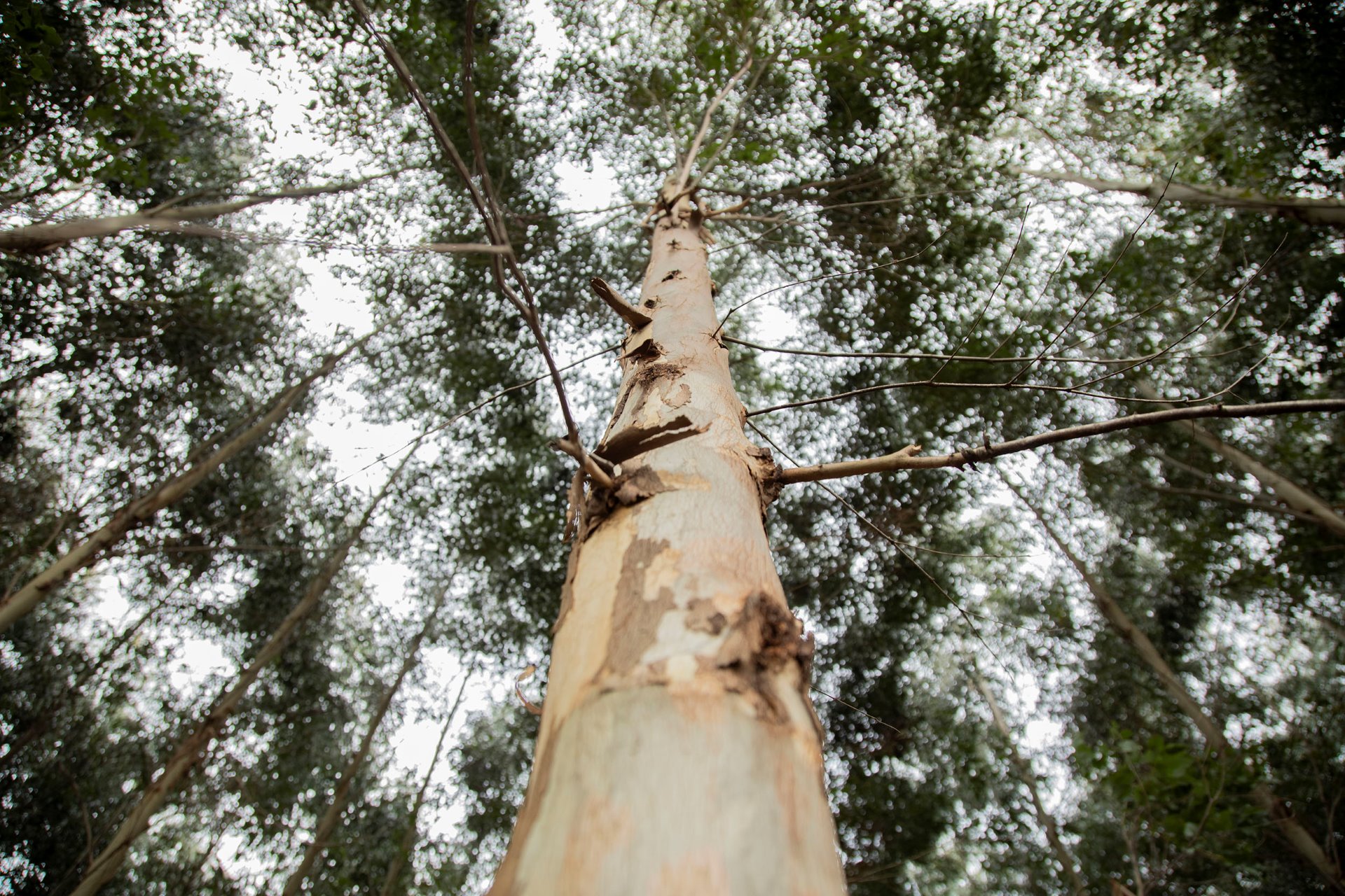 A close up photo of an eucalyptus specimen ready to be harvested.