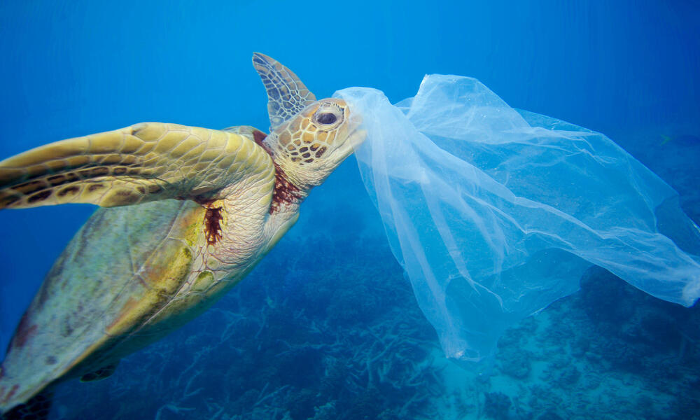 Photo of a sea turtle entangled in a plastic bag.