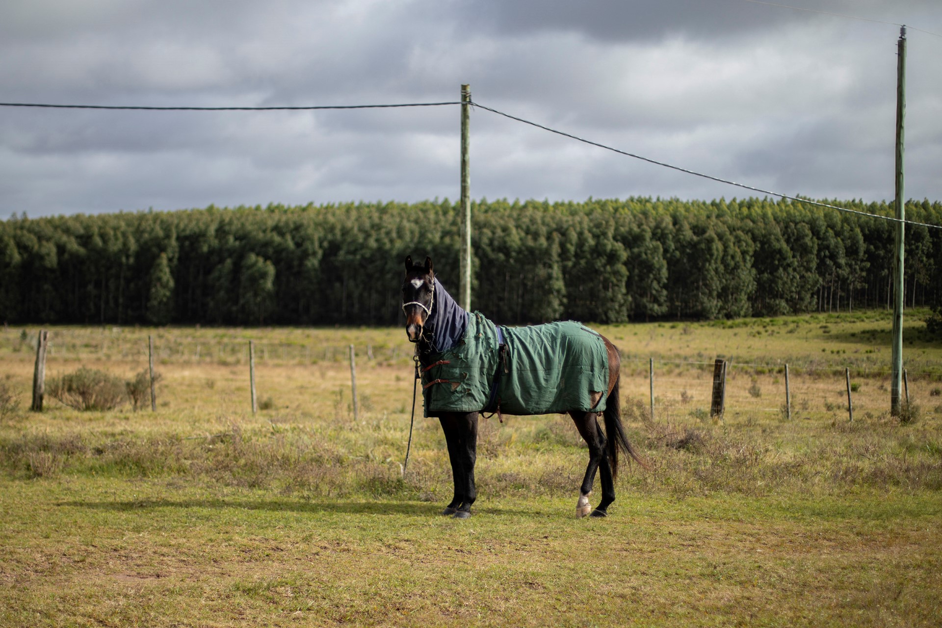 Photo of a horse without rider in the natural pampas in front of eucalyptus plantation.