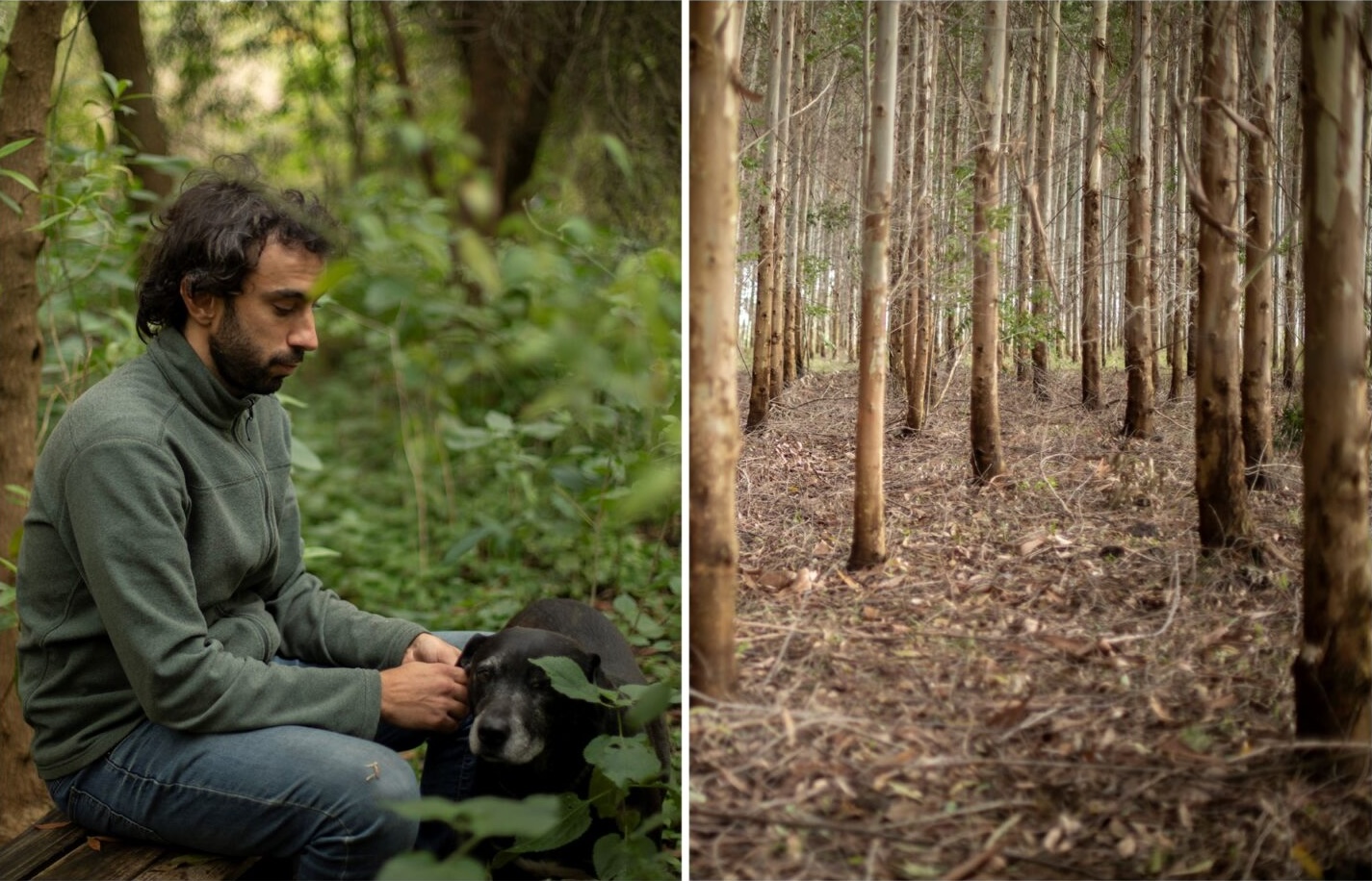 Two photos. Left: A man sitting in a  forest. 
Right: Small forest with eucalyptus plantations. Guichón, Paysandú, Uruguay.