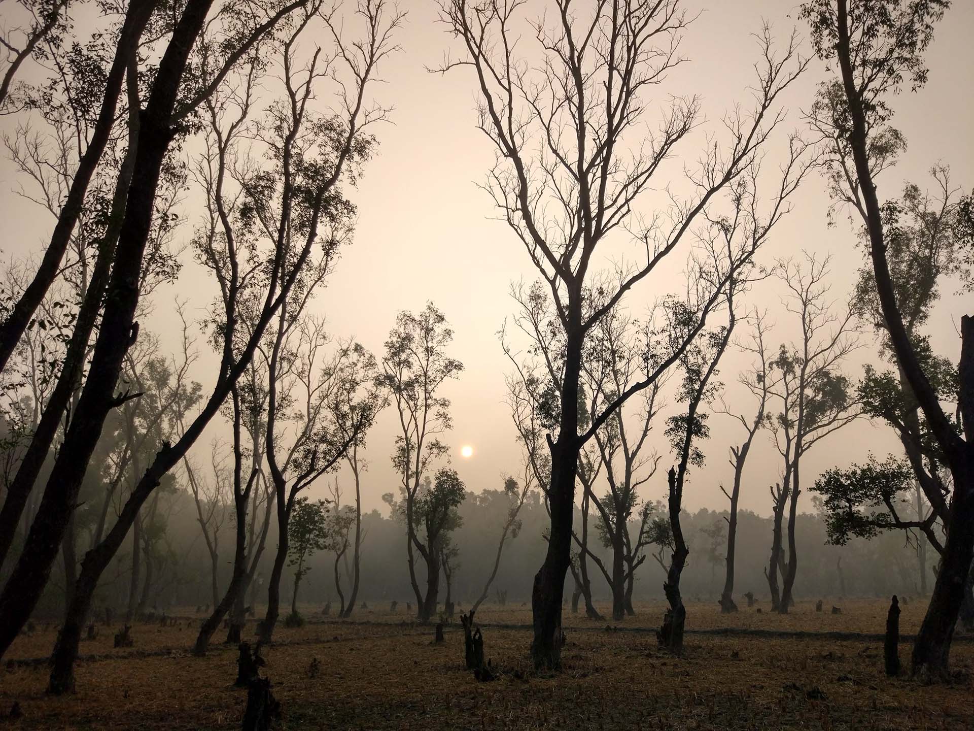 Leafless trees on an industrial wasteland, Bangladesh. A result of fly ash usage in the ecosystem of Sundarbans.