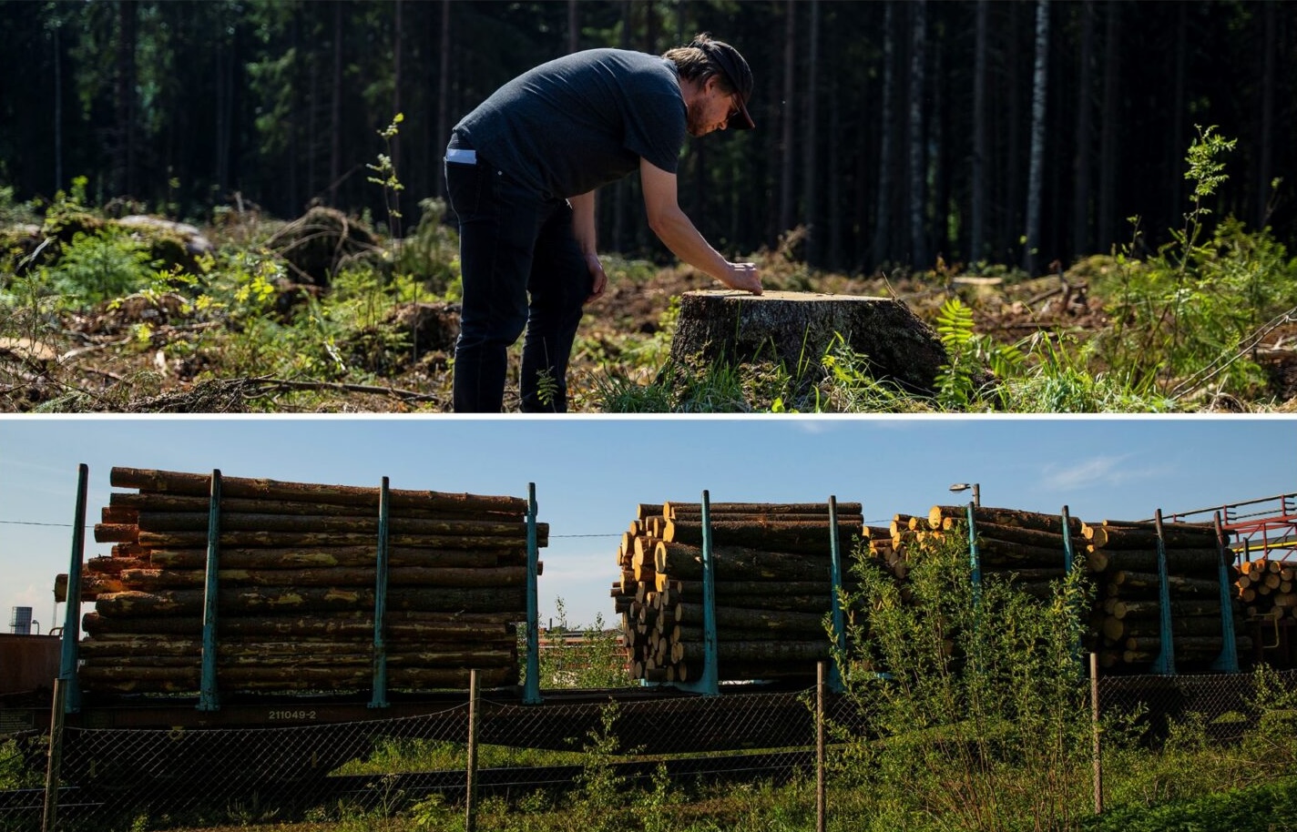 Forestry industry in 2 photos. First of a man checking on the remaining trees. Second of the logs transported on a truck.