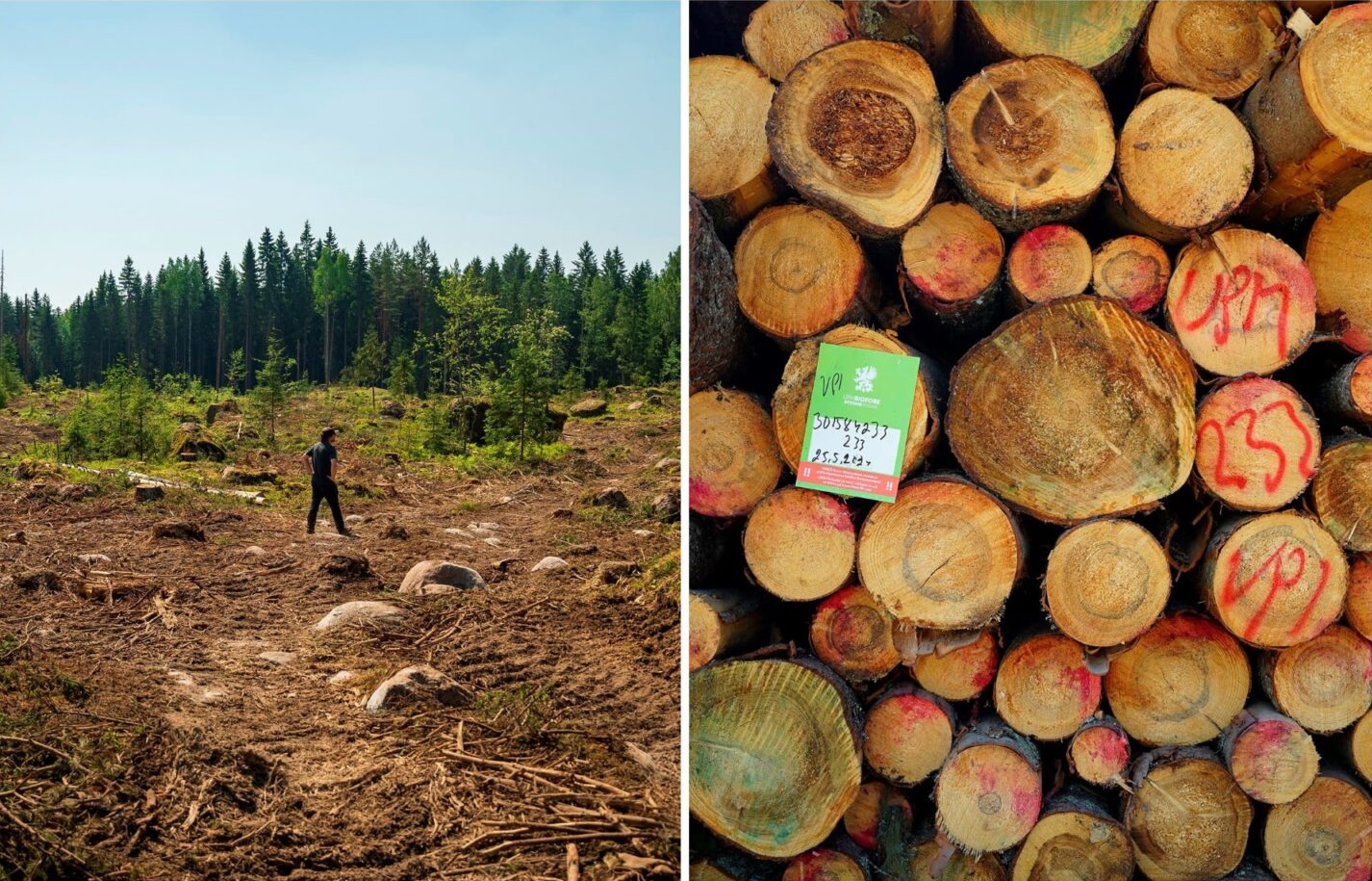 2 photos of the Ruotsinpyhtaa forest  area. One of a man walking through a felled area, Another of hundreds of logs marked and numbered, ready to be shipped. 