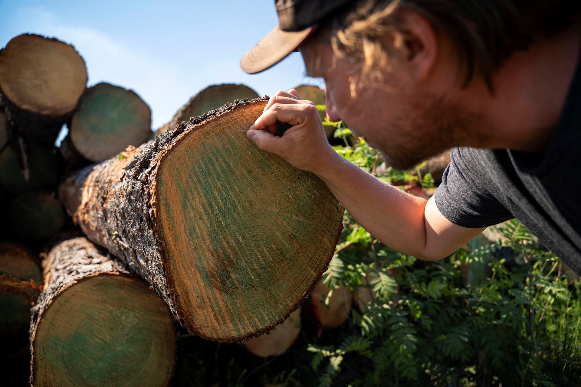 Photo of a man counting the rings of one of the felled trees in the Ruotsinpyhtaa forest in Helsinki.