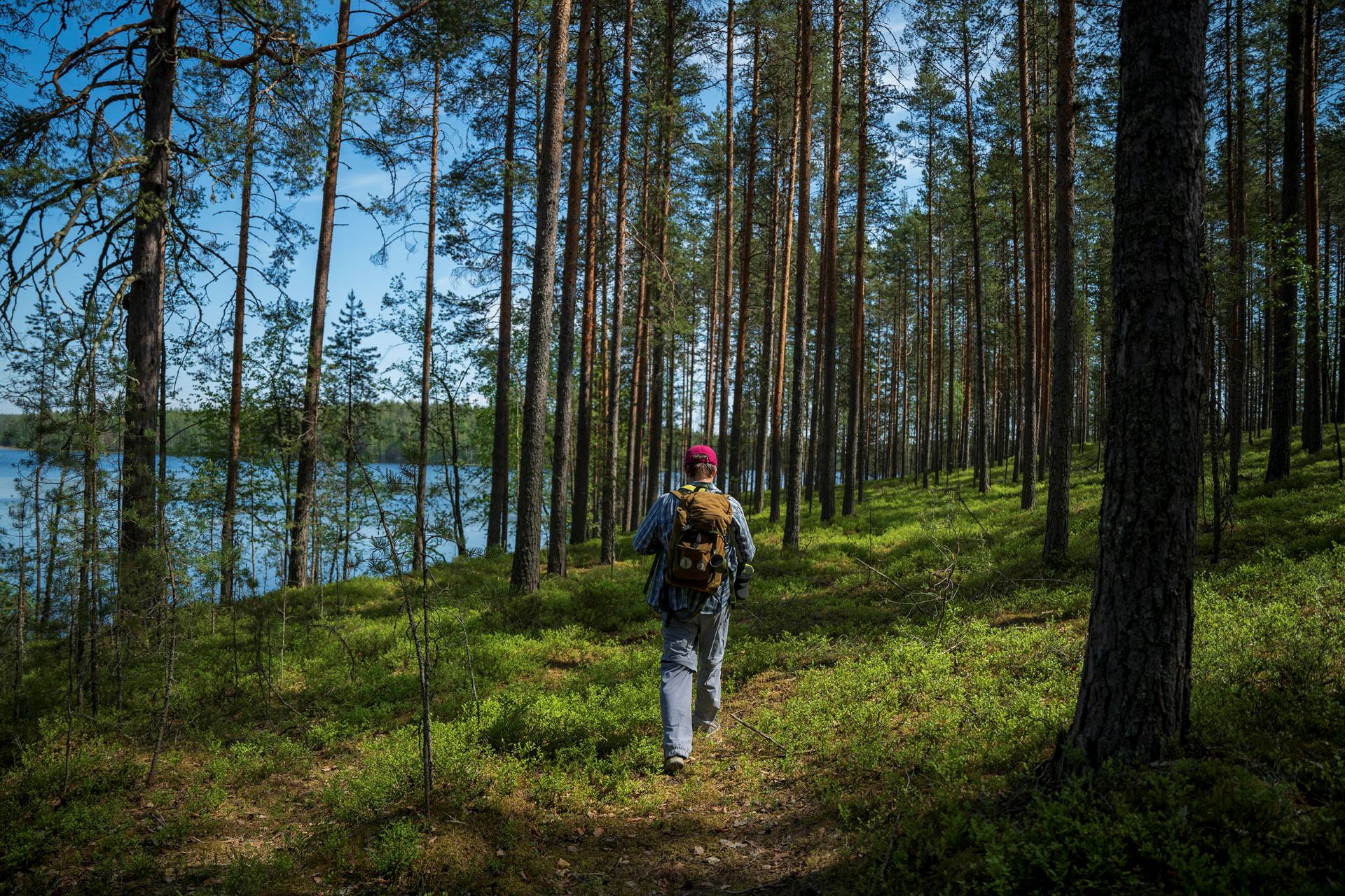 A photo of a man walking in the forest on the uninhabited Rokansaari island.