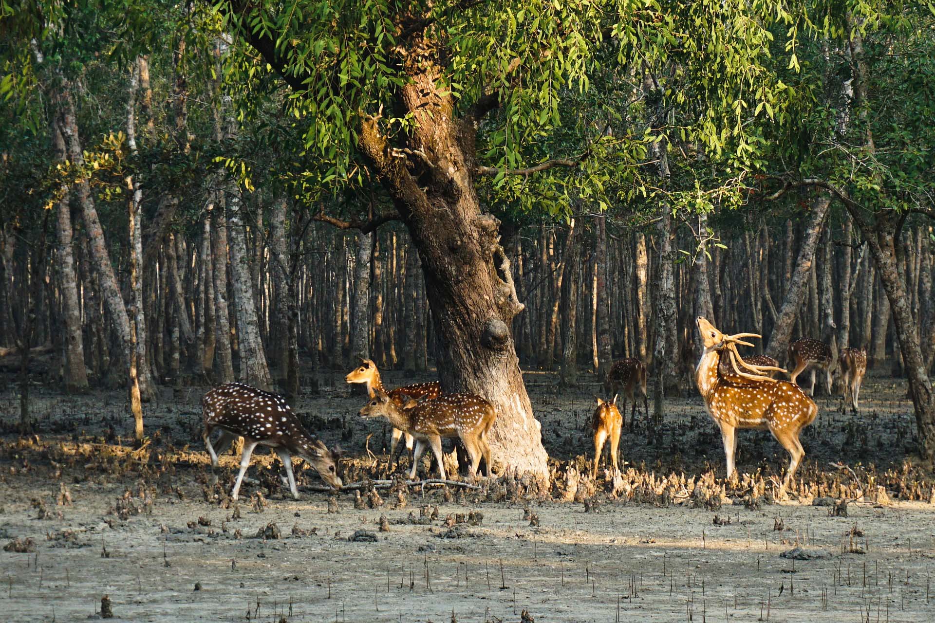 Five deers standing in the forest of Sundarban in Bangladesh. 