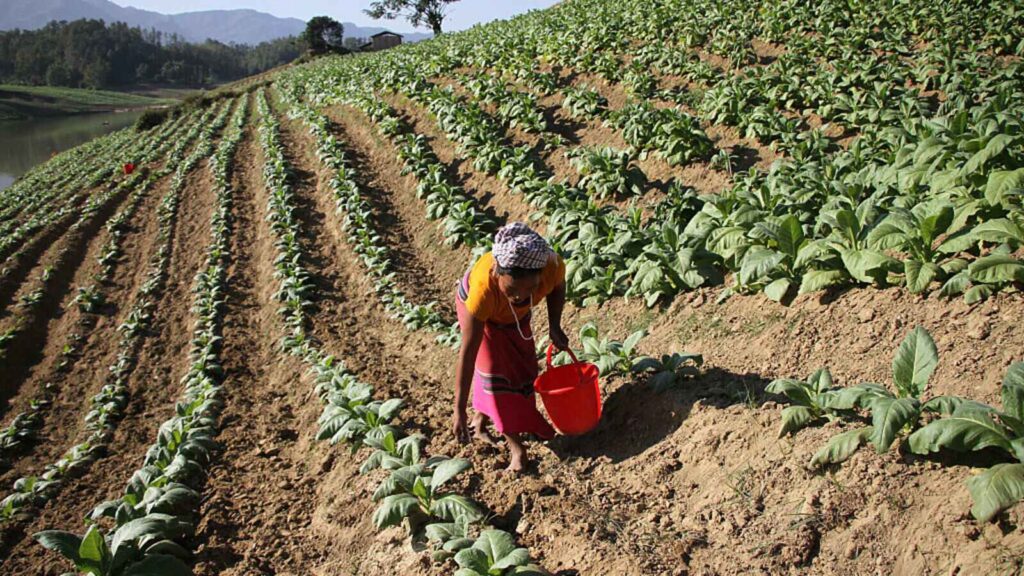 Photo from Maharashtra Economic Development Council of a woman in the open field. 