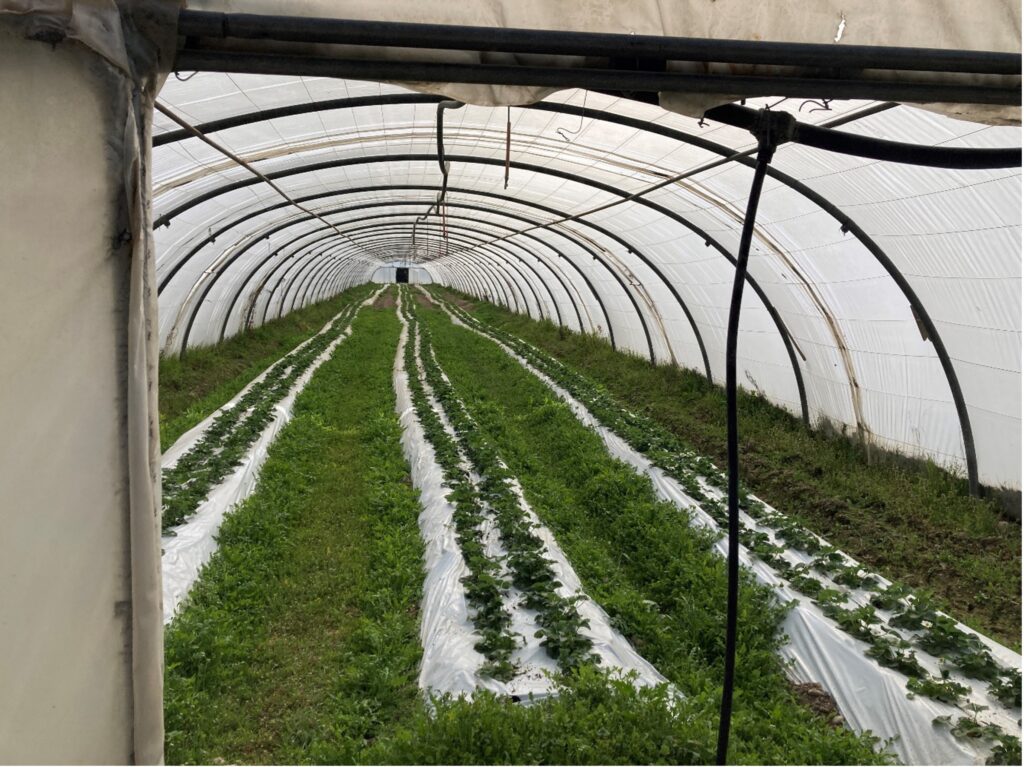 agricultural research plants in a greenhouse