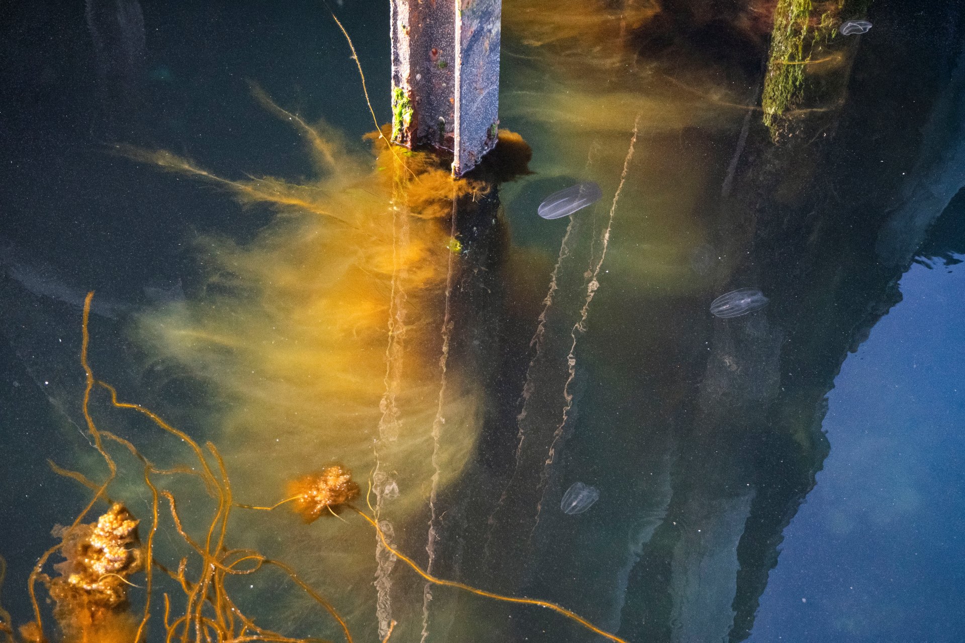 Jellyfish under the waterfront pier in Sortland, Norway.