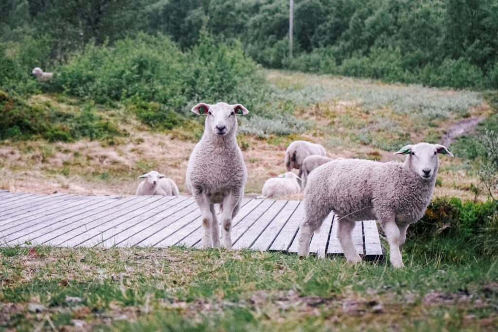 Photo of five sheep on the hillside behind Sortland.