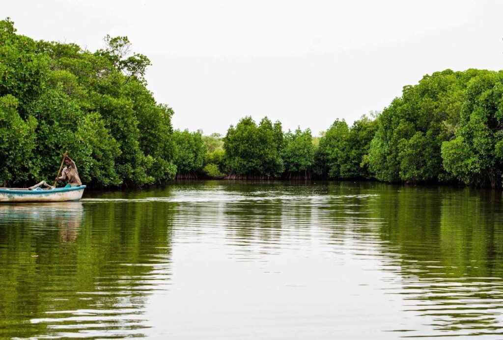 Photo of the Pichavaram Mangrove - a person in a canoe on a river surrounded by trees