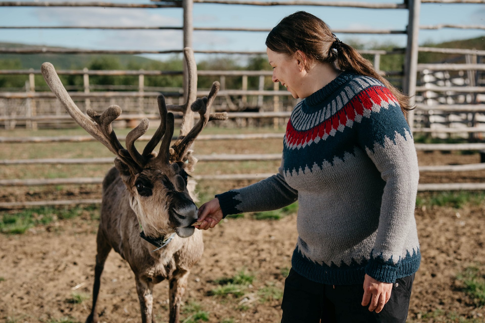 climate change forces manual feeding of reindeers