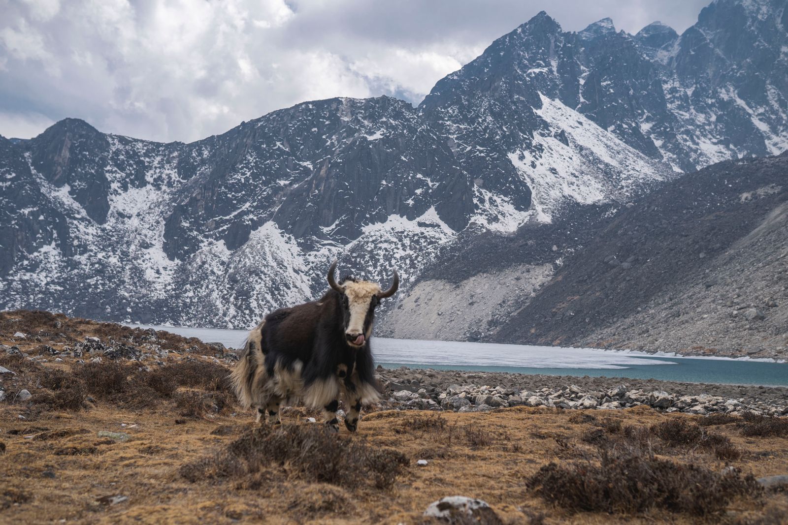 A photo of a yak against the backdrop of the Hindu Kush Himalaya (HKH) landscape.