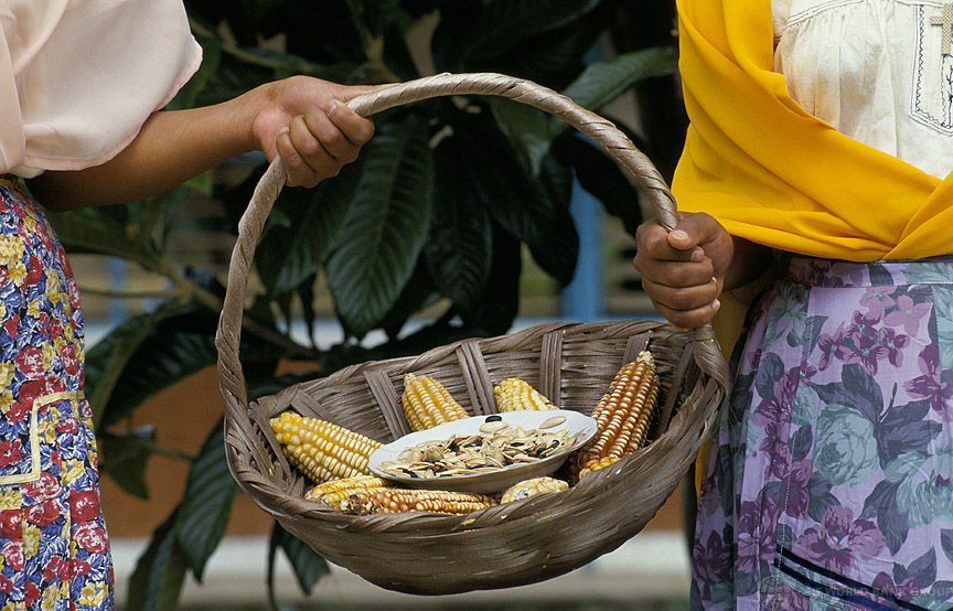 Close-up photo of a pair of hands holding a basket of corn.