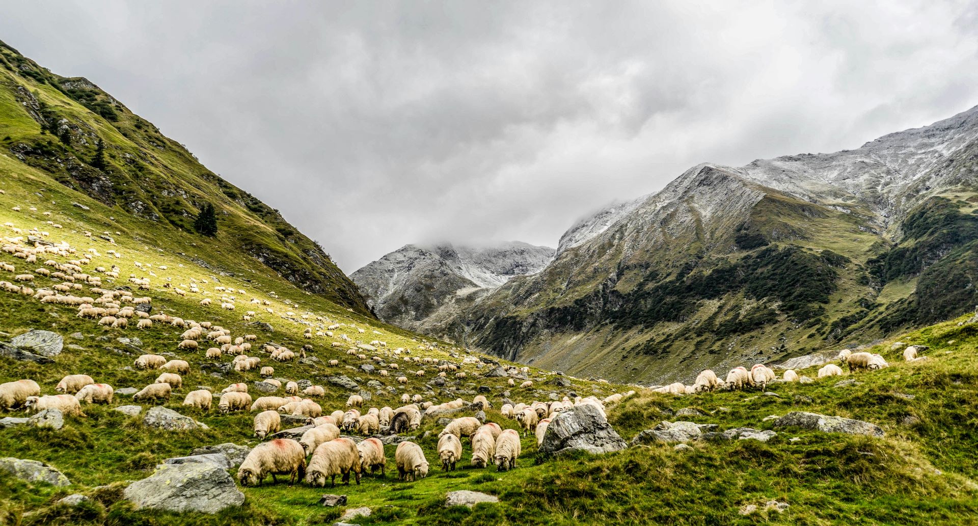 A photo of mountain landscape - flock of sheep grazing freely surrounded by nature.  